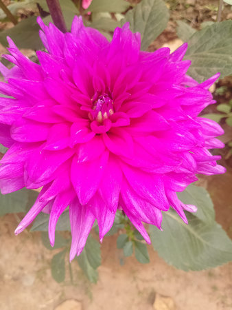 Bright Pink Dahlia Flower Blooming in Garden