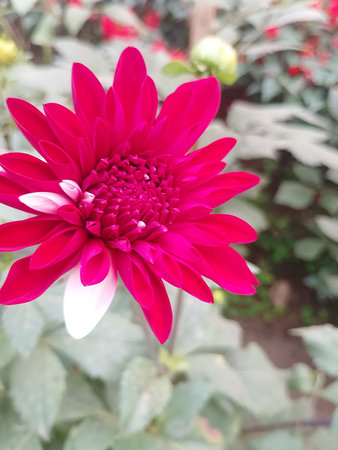 Scarlet Dahlia Radiating Summer Vibes