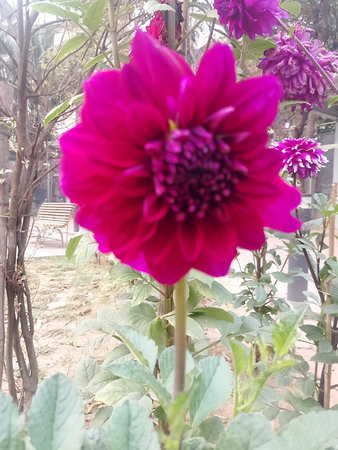 Red Dahlia Elegance in Blooming Garden