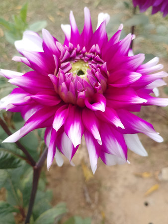 Pink & White Dahlia Glowing in Sunset Light