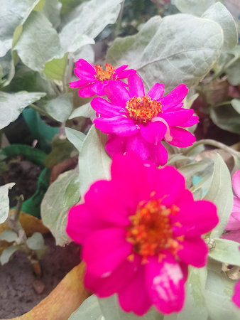 Bright Pink Zinnia Flower Bloom in Garden Light