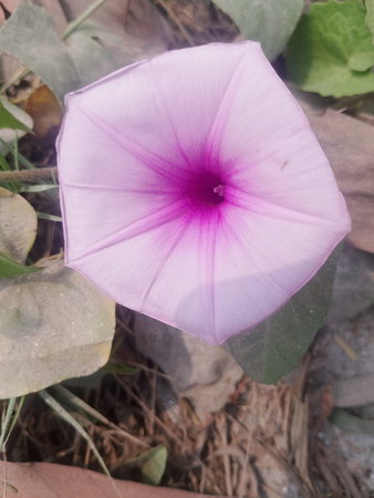 Hibiscus Flower â€“ Vibrant Bloom