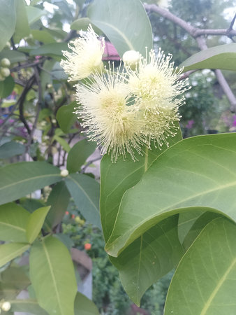 Jambul Flower Bloom Closeup in Garden