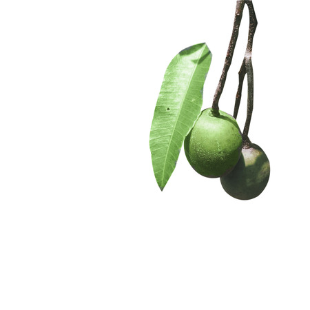 Olives on a white backgroundの写真素材