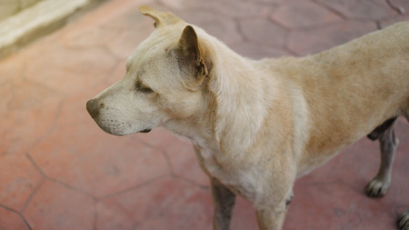 Thai Dog Standingの写真素材