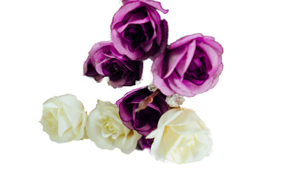 Purple roses on a white background.の写真素材