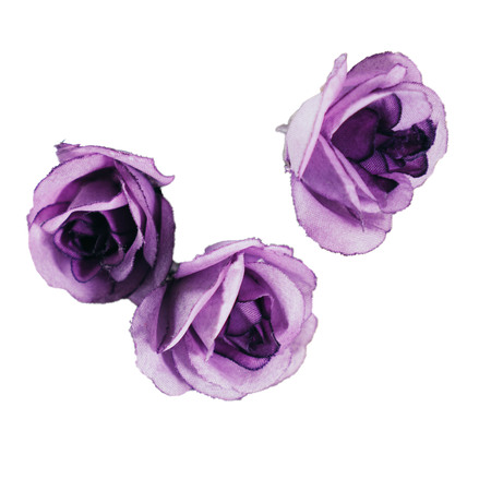 Purple roses on a white background.の写真素材