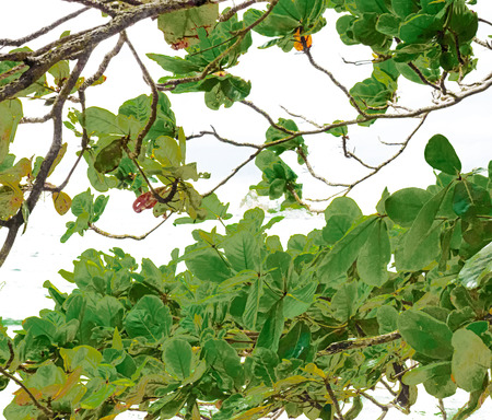 Leaves on white backgroundの写真素材
