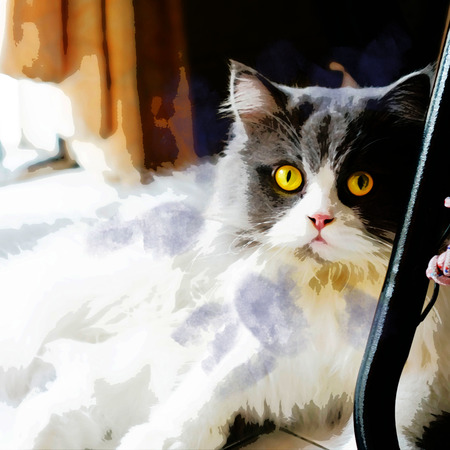 Persian cats look at yellow eyeballs.の写真素材