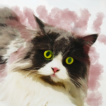 Persian cats look at yellow eyeballs.の写真素材