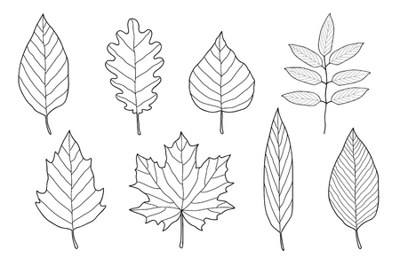 set of hand drawn leavesのイラスト素材