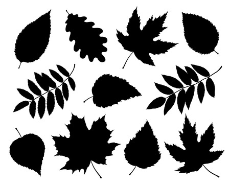 Set of isolated leaves and branches silhouettesのイラスト素材