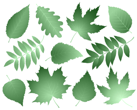 Vintage collection of leaves and branchesのイラスト素材