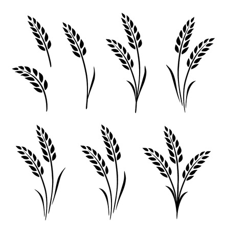 black abstract wheat ears hand drawn setの写真素材