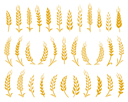 set of hand drawn golden wheat ears icons on white backgroundのイラスト素材