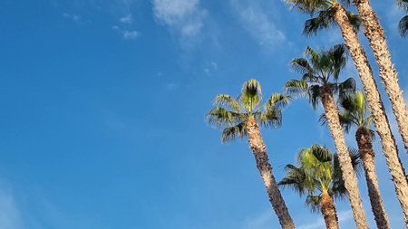 Tropical palm trees on blue sky summer backgroundの写真素材