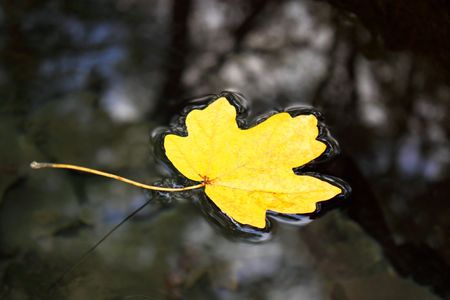 Yellow maple leaf to swim on the waterの写真素材