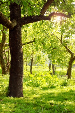 Rural garden during the summer sunny dayの写真素材