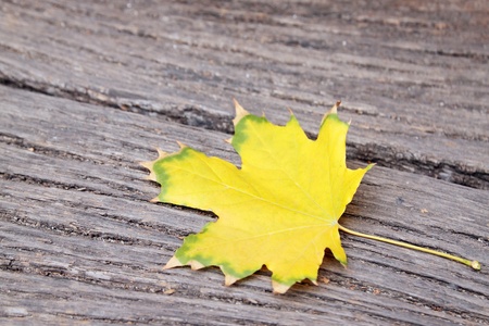 yellow maple leaf on the wooden boardの写真素材
