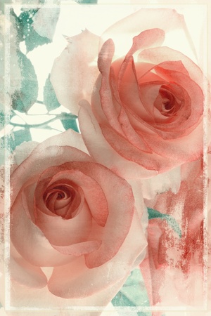 Beautiful is vintage photo with the pink roses Beautiful is vintage photo with the pink roses