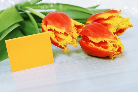 Beautiful orange tulips and a card copy-spaceの写真素材