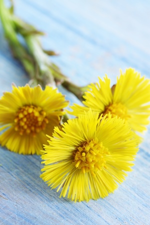 Bouquet of foalfoot on the blue painted boardの写真素材