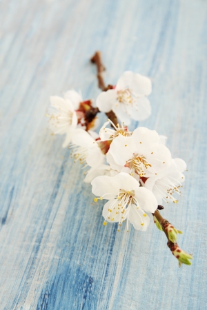spring bouquet of blooming apricot top viewの写真素材