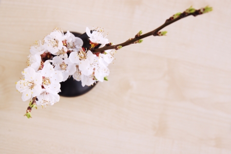 spring bouquet of blooming apricot top viewの写真素材