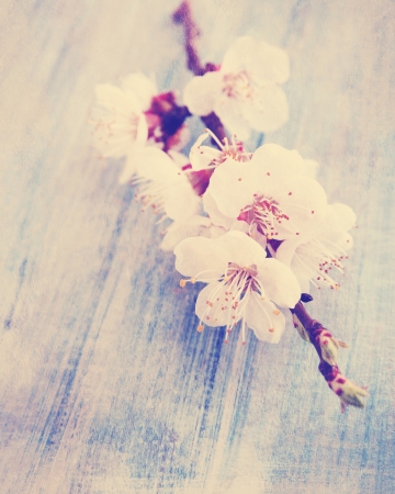 spring bouquet of blooming apricot, vintage photoの写真素材
