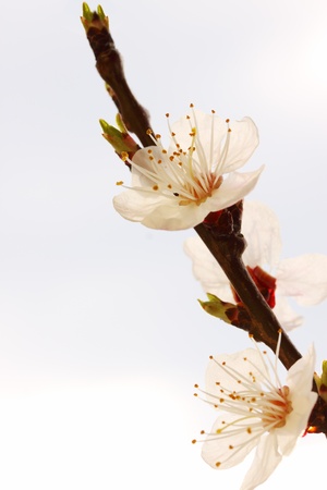 beautiful apricot tree blossoms in spring, closeupの写真素材