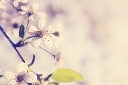Spring cherry blossoms on a sunny dayの写真素材