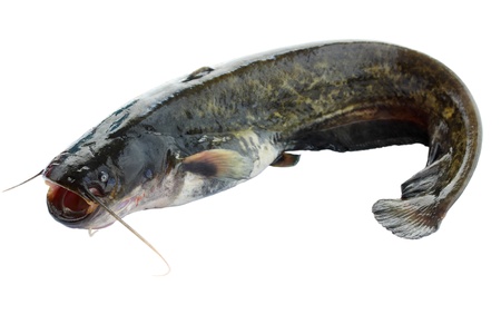 fresh river catfish isolated on white backgroundの写真素材