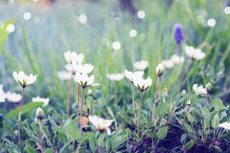  small white flowers on the lawn in the gardenの写真素材