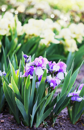 Shrub fragrant purple iris in the garden