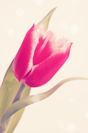 beautiful bouquet of pink tulips terry, tintedの写真素材
