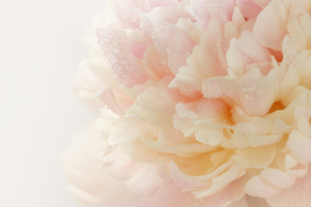 pink peony in drops of dew, close-upの写真素材