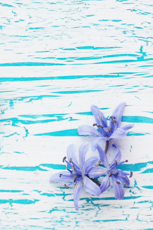 flower scilla, spring blue snowdrop on the boardの写真素材