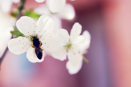 Beautiful blooming flowers on cherry  tree branchの写真素材