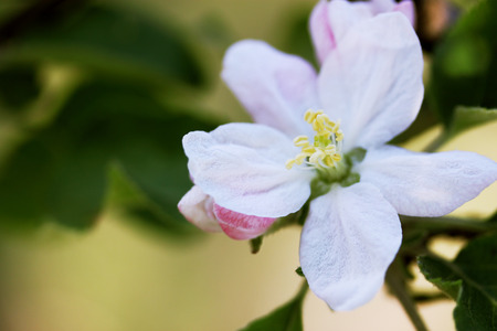 Beautiful blooming flowers on apple tree branchの写真素材