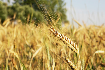 Ear of wheat on a large field