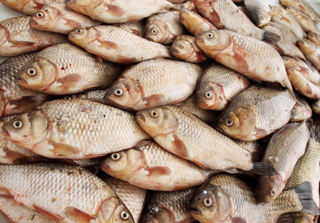 Freshwater fish carp, a school of fishの写真素材