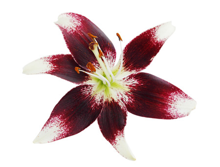Large burgundy lily isolated on white backgroundの写真素材