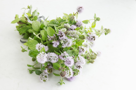 Beam blooming mint knotted ribbonの写真素材