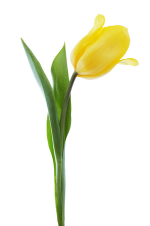 One yellow tulip isolated on white backgroundの写真素材