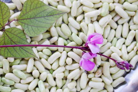 Purified fresh green beans, harvest from the gardenの写真素材