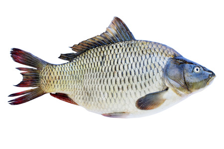 Large freshwater fish carp isolated on white backgroundの写真素材