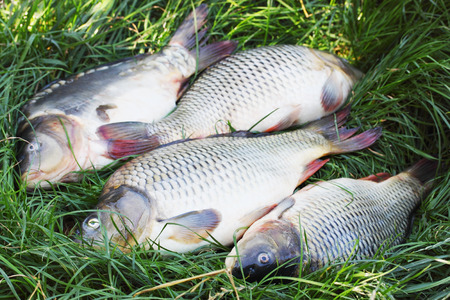 Large freshwater fish carp on the grassの写真素材