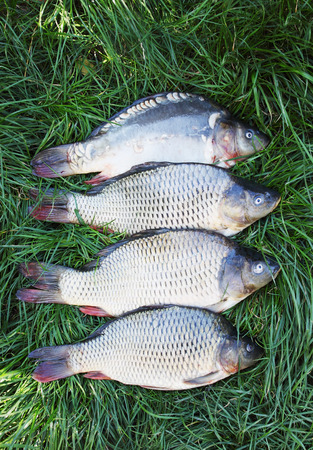 Large freshwater fish carp on the grassの写真素材