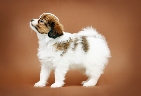 Little Puppy Papillon on a brown backgroundの写真素材