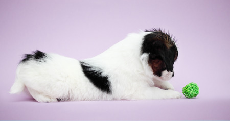 Little Puppy Papillon plays with a ballの写真素材
